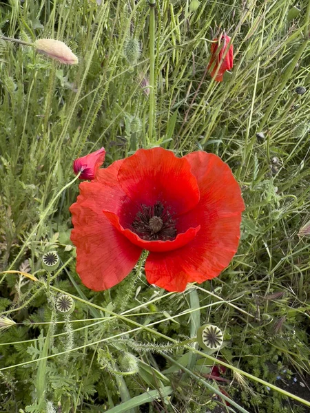 Roter Mohn Blüht Frühling Auf Dem Grünen Feld Hochwertiges Foto — Stockfoto