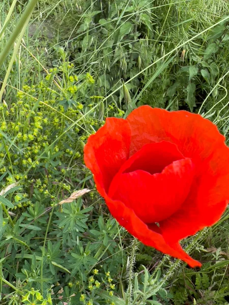 Baharda yeşil tarlada kırmızı haşhaş çiçeği. Yüksek kalite fotoğraf