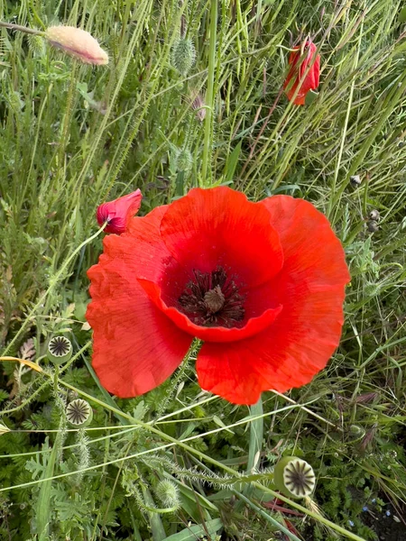 Röd Vallmo Blomma Grönt Fält Våren Högkvalitativt Foto — Stockfoto