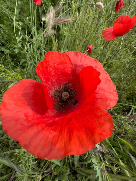 Red Poppy Flower Green Field Spring High Quality Photo — стоковое фото