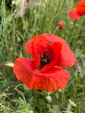 Baharda yeşil tarlada kırmızı haşhaş çiçeği. Yüksek kalite fotoğraf