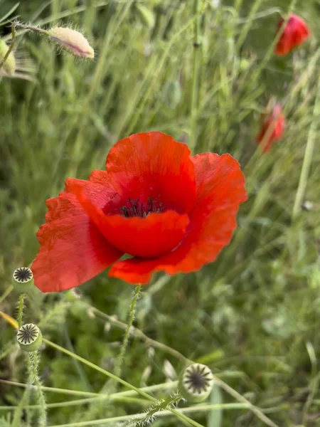 Baharda yeşil tarlada kırmızı haşhaş çiçeği. Yüksek kalite fotoğraf