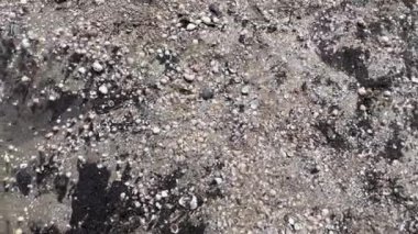 Çocuk kışın deniz kabuklarıyla sahilde çıplak ayakla yürüyor. Yüksek kalite 4k görüntü