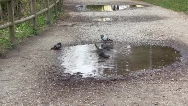 Pigeons Bathe Puddle Thunderstorm High Quality Footage — Vídeo de Stock