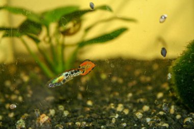 Akvaryumdaki renkli gupiler Poecilia reticulata grubu. Yüksek kalite fotoğraf