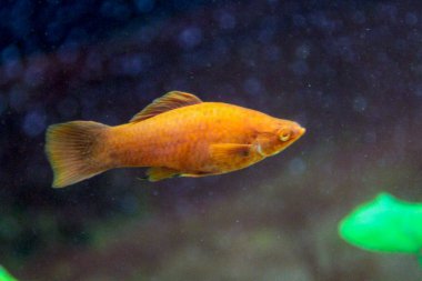 Akvaryumdaki Poecilia Sfenops kırmızı Molly. Yüksek kalite fotoğraf