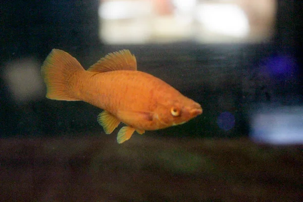 Poecilia Sphenops Red Molly Aquarium High Quality Photo — ストック写真