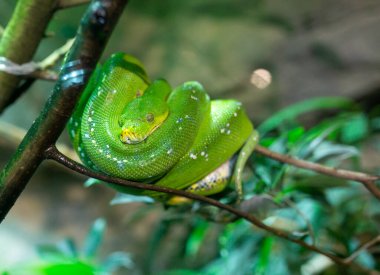 Corallus caninus emerald boa rolled up on a branch. High quality photo