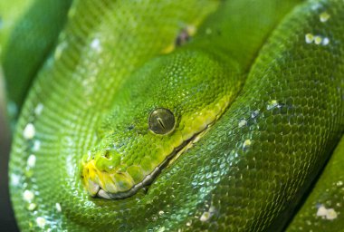 Corallus caninus zümrüt boa bir dala sarılmış. Yüksek kalite fotoğraf