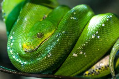 Corallus caninus zümrüt boa bir dala sarılmış. Yüksek kalite fotoğraf