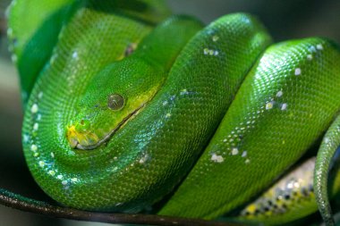 Corallus caninus zümrüt boa bir dala sarılmış. Yüksek kalite fotoğraf