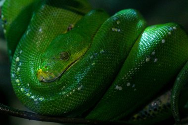Corallus caninus zümrüt boa bir dala sarılmış. Yüksek kalite fotoğraf