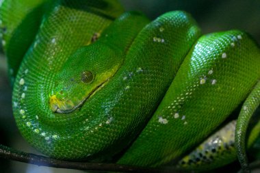 Corallus caninus zümrüt boa bir dala sarılmış. Yüksek kalite fotoğraf