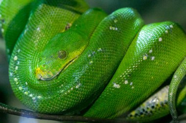 Corallus caninus zümrüt boa bir dala sarılmış. Yüksek kalite fotoğraf