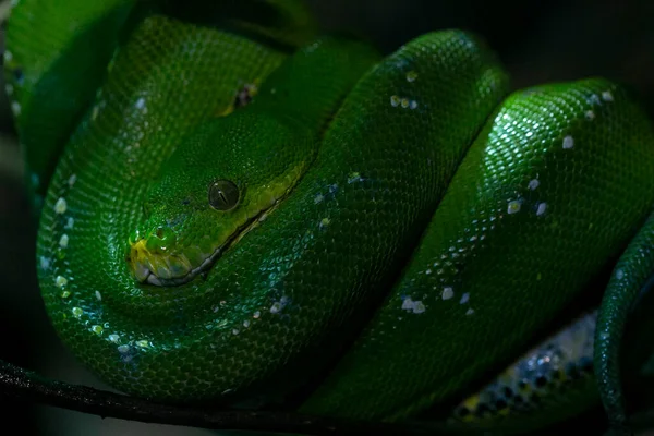 Corallus Caninus Emerald Boa Rolled Branch High Quality Photo — стоковое фото