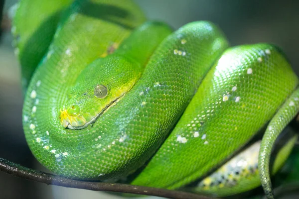 Corallus Caninus Emerald Boa Rolled Branch High Quality Photo — Stok fotoğraf