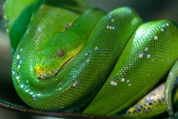 Corallus caninus zümrüt boa bir dala sarılmış. Yüksek kalite fotoğraf