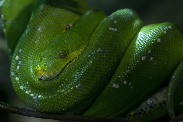 Corallus Caninus Emerald Boa Rolled Branch High Quality Photo — Stock Photo, Image