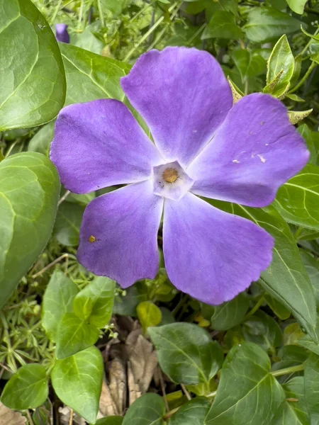 Greater Periwinkle Flower Leaves Sunny Day High Quality Photo — Stock Photo, Image