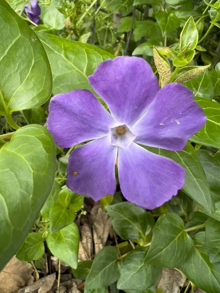 Greater Periwinkle Flower Leaves Sunny Day High Quality Photo — Stok fotoğraf