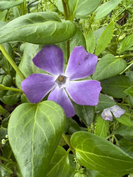Greater Periwinkle Flower Leaves Sunny Day High Quality Photo — Stock Photo, Image