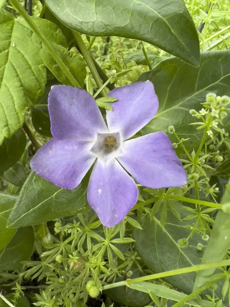 Greater Periwinkle Flower Leaves Sunny Day High Quality Photo — Stok Foto