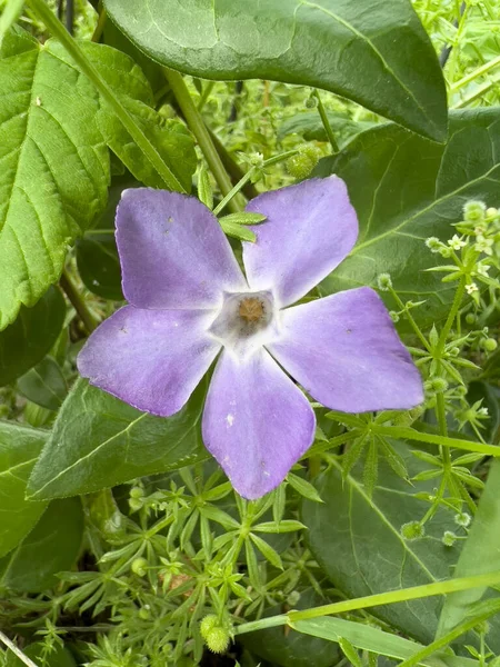 Greater Periwinkle Flower Leaves Sunny Day High Quality Photo — Stockfoto