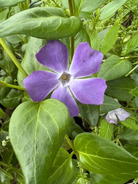 Greater Periwinkle Flower Leaves Sunny Day High Quality Photo Stock Image