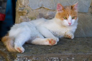 Bahçede yatan kırmızı ve beyaz kedi. Yüksek kalite fotoğraf