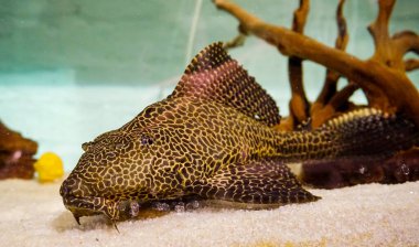 plecostomus bottom fish in aquarium with ridge. high quality photo clipart