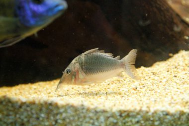 Güzel vahşi Corydoras Corydoras akvaryumda bronz aeneus tatlı su balığı. Yüksek kalite fotoğraf