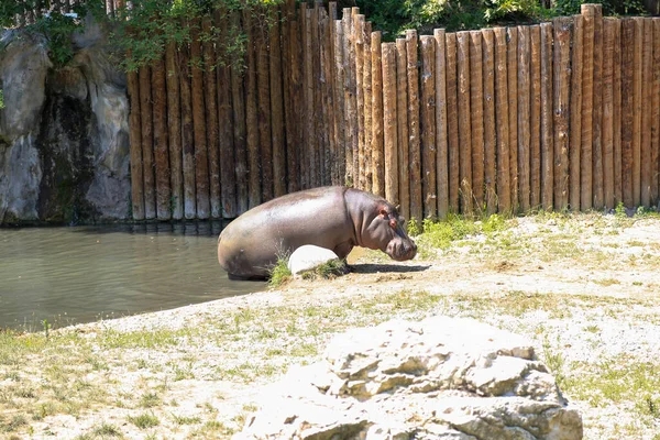 Little Hippo Safari Zoo High Quality Photo — 图库照片