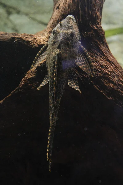 Plecostomus Bodenfische Aquarium Mit Grat Foto Hoher Qualität — Stockfoto