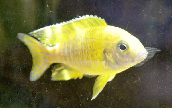 Yellow African Cichlid Aulonocara Freshwater Aquarium High Quality Photo — Stock Photo, Image