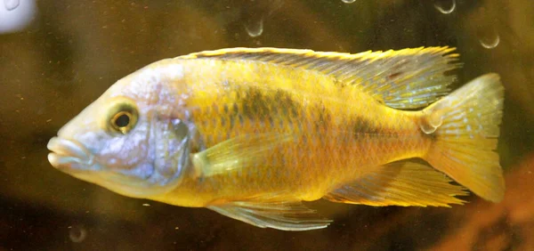 Yellow African Cichlid Aulonocara Freshwater Aquarium High Quality Photo — Foto de Stock