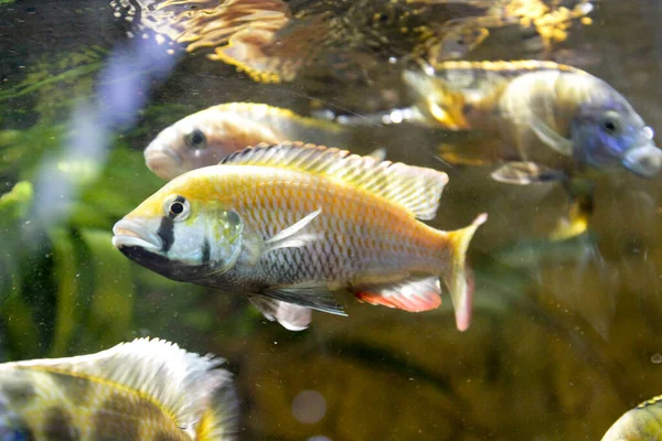 淡水水族館で黄色のアフリカのシリッドオーロノカラ 高品質の写真 — ストック写真