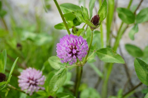 Yeşil Bahçede Çayırotlu Yonca Trifolium Pratense Yüksek Kalite Fotoğraf — Stok fotoğraf