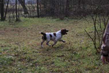 Springer Spaniel av köpeği arıyor. Yüksek kalite fotoğraf