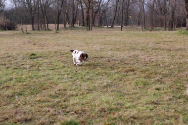 Springer Spaniel av köpeği arıyor. Yüksek kalite fotoğraf