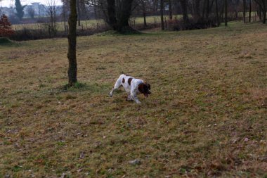 Springer Spaniel av köpeği arıyor. Yüksek kalite fotoğraf