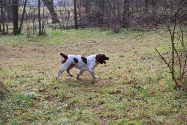 Springer Spaniel av köpeği arıyor. Yüksek kalite fotoğraf