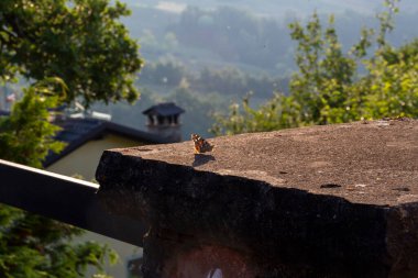 Vanessa Cardui lepidoptera Nymphalidae gün batımında alçak duvarda. Yüksek kalite fotoğraf
