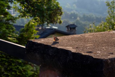 Vanessa Cardui lepidoptera Nymphalidae gün batımında alçak duvarda. Yüksek kalite fotoğraf
