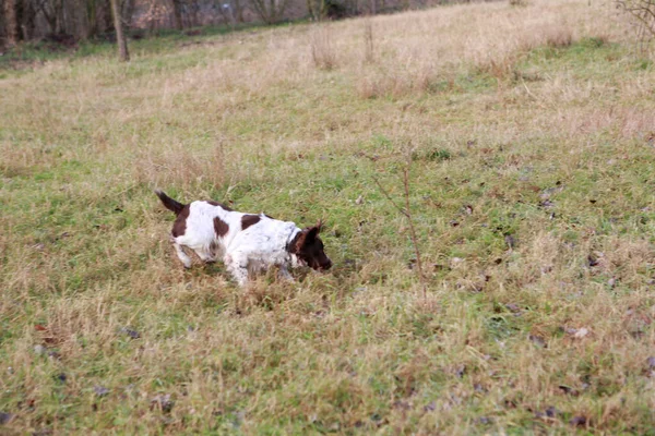 springer spaniel hunting dog in search action. High quality photo