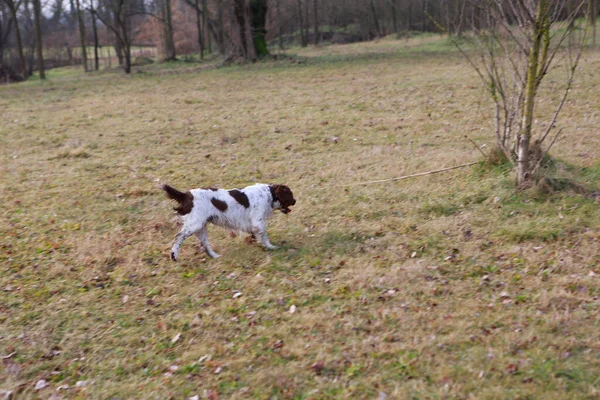 Springer Spaniel av köpeği arıyor. Yüksek kalite fotoğraf