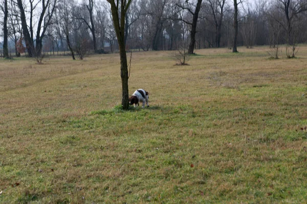 Springer Spaniel Jakt Hund Sökfunktionen Högkvalitativt Foto — Stockfoto