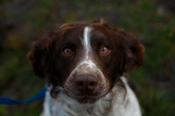 Springer Spaniel Hunting Dog Portrait High Quality Photo — Stock Photo, Image