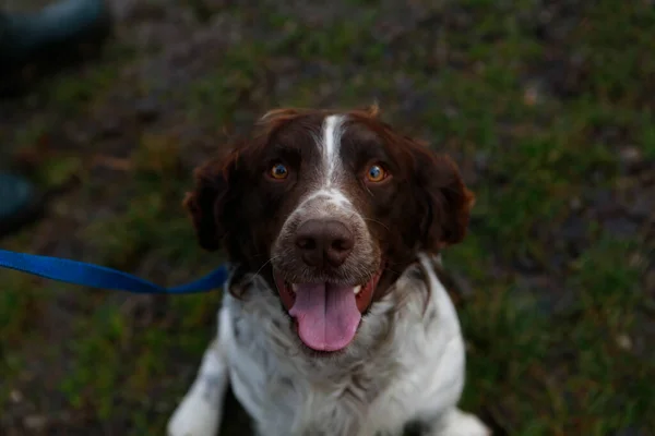 Springer Spaniel Cão Caça Retrato Foto Alta Qualidade — Fotografia de Stock