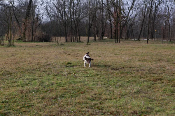 Springerspaniel Jagdhund Bei Suchaktion Hochwertiges Foto — Stockfoto