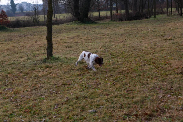 Springer Spaniel av köpeği arıyor. Yüksek kalite fotoğraf